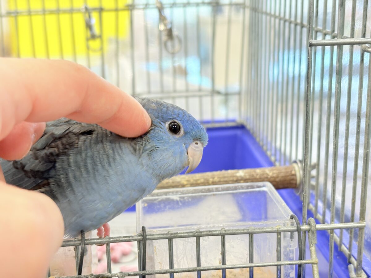 サザナミインコ