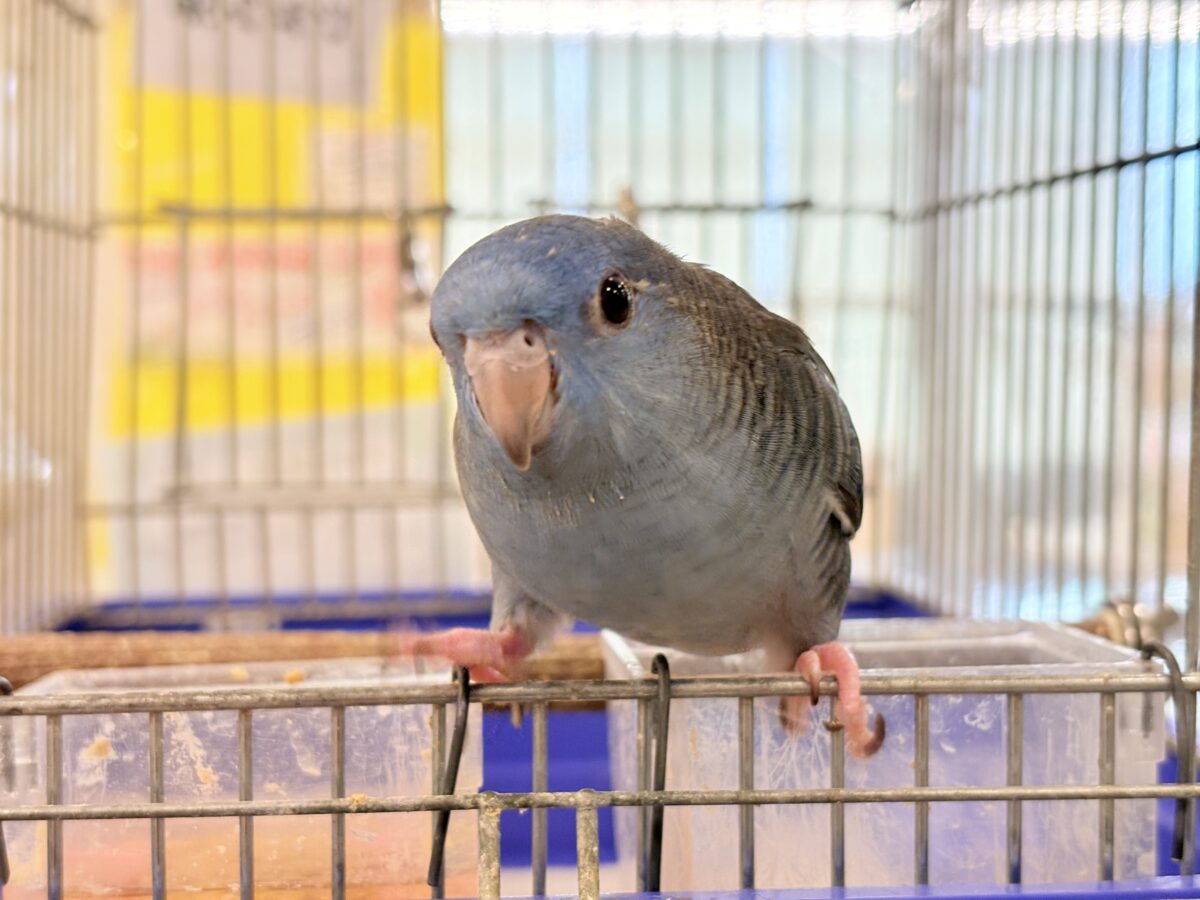 サザナミインコ