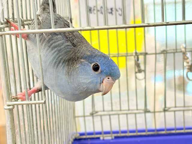 【最新画像更新🪄もうすぐひとり餌☆】ほわわわ☁️わた毛博士ちゃん🐣💙サザナミインコ(コバルト) ヒナ サザナミインコ