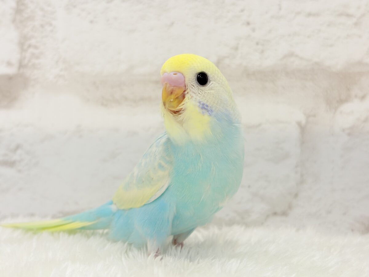 【最新画像更新🪄】アイドルフェイスにメッロメロ♡♥♡セキセイインコ(パステルレインボー) ヒナ セキセイインコ
