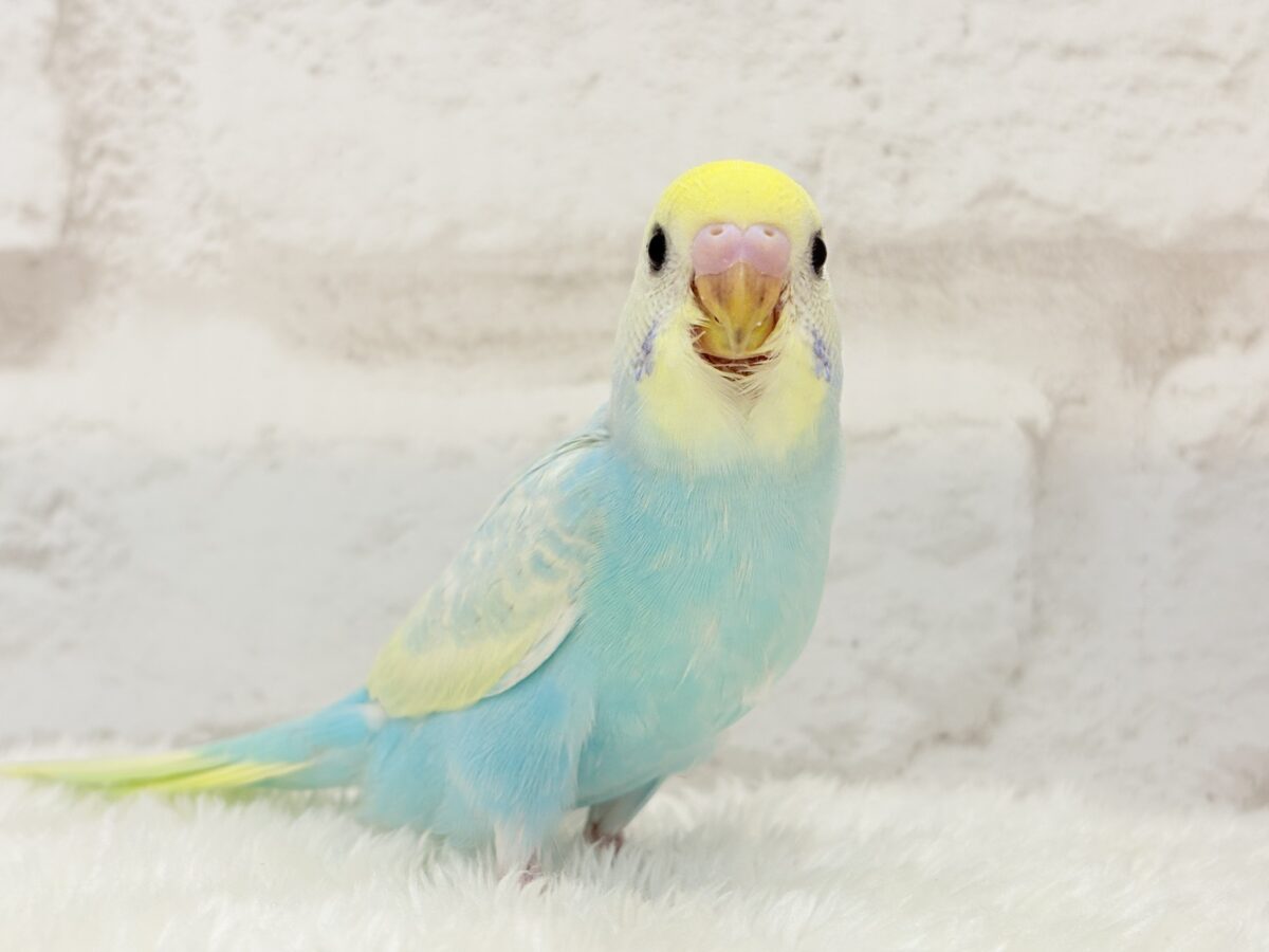 【最新画像更新🪄】アイドルフェイスにメッロメロ♡♥♡セキセイインコ(パステルレインボー) ヒナ セキセイインコ