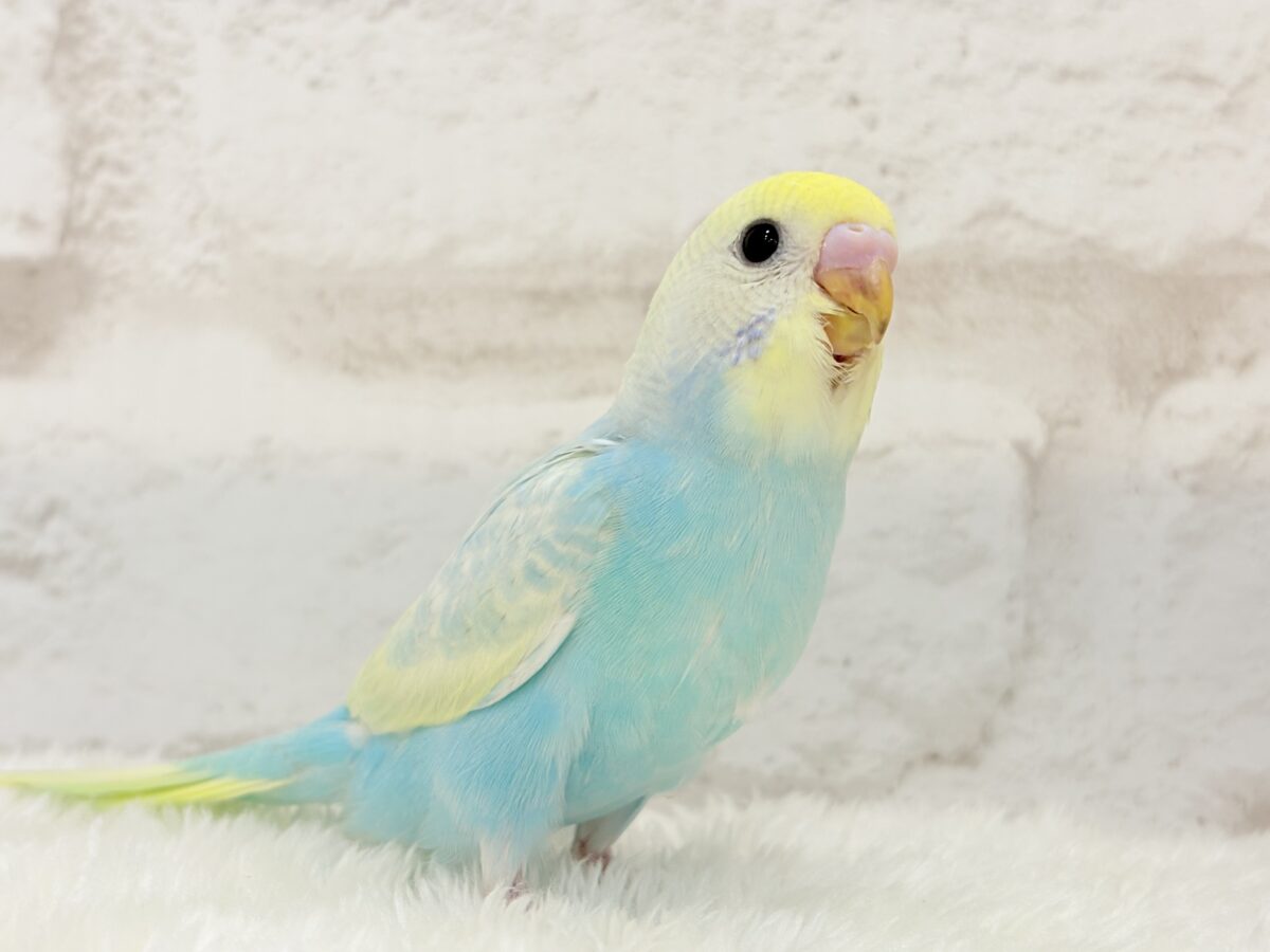 【最新画像更新🪄】アイドルフェイスにメッロメロ♡♥♡セキセイインコ(パステルレインボー) ヒナ セキセイインコ