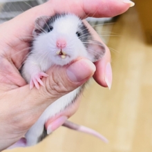 まだミルクが大好き🍼ハチワレ頭のバブちゃん🩷ファンシーラットのハスキー君🐭