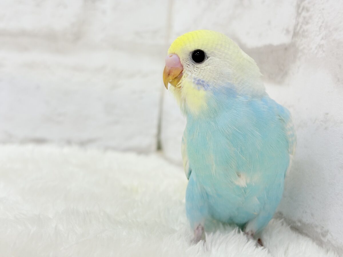 【最新画像更新🪄】アイドルフェイスにメッロメロ♡♥♡セキセイインコ(パステルレインボー) ヒナ セキセイインコ
