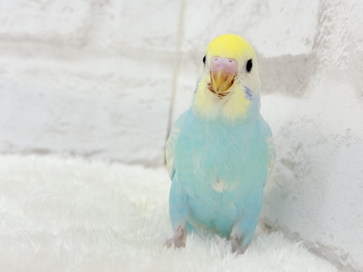 【最新画像更新🪄】アイドルフェイスにメッロメロ♡♥♡セキセイインコ(パステルレインボー) ヒナ セキセイインコ