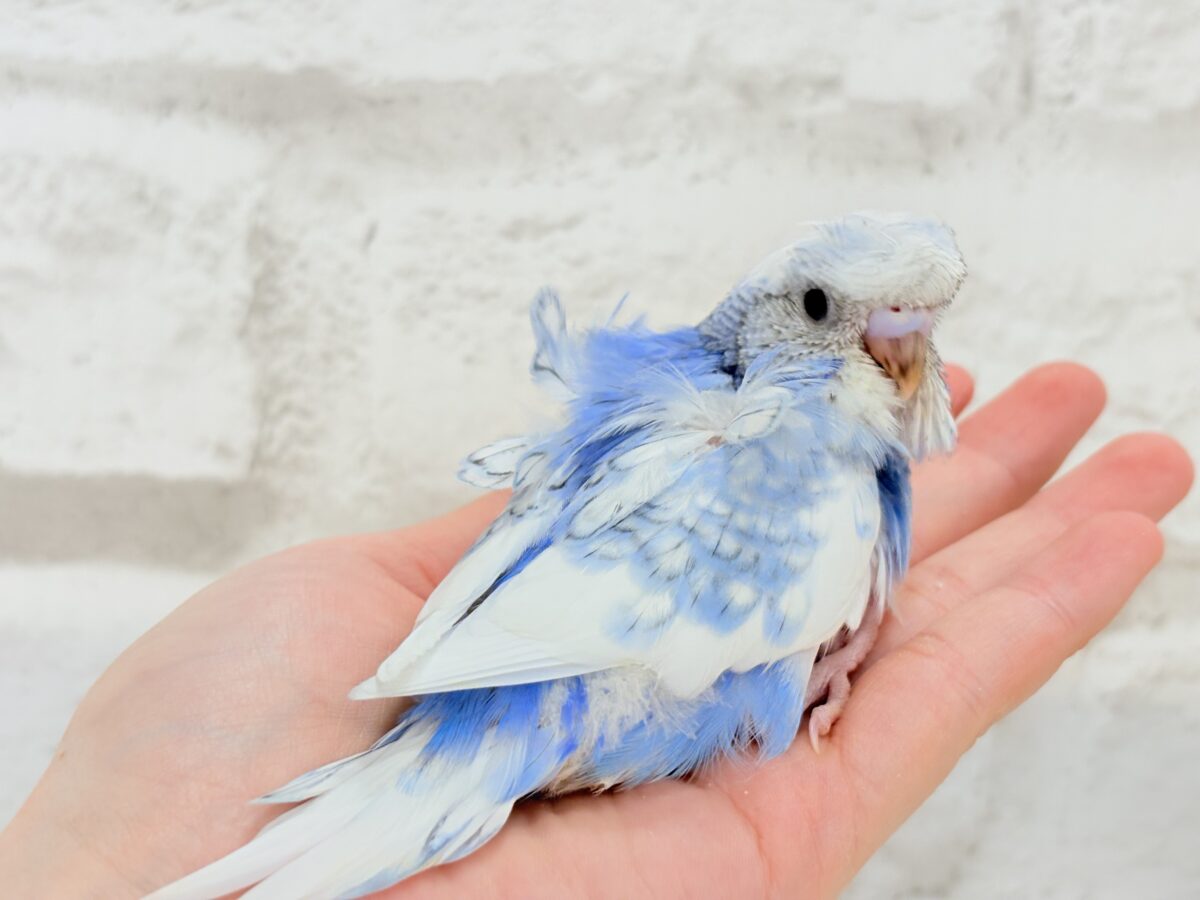 【最新画像更新🪄】おカッパちゃんがやって来た🐣🥒梵天セキセイインコ(スパングルパイド) ヒナ 梵天セキセイインコ