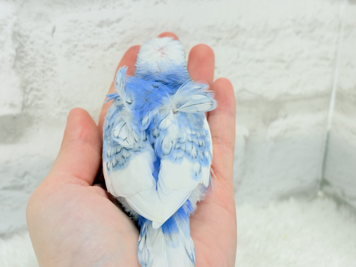 【最新画像更新🪄】おカッパちゃんがやって来た🐣🥒梵天セキセイインコ(スパングルパイド) ヒナ 梵天セキセイインコ