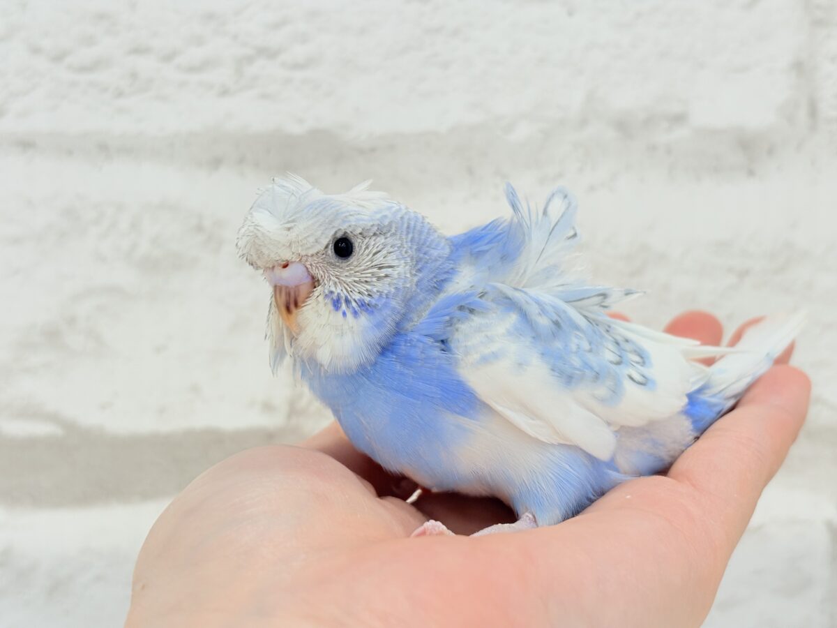 梵天セキセイインコ