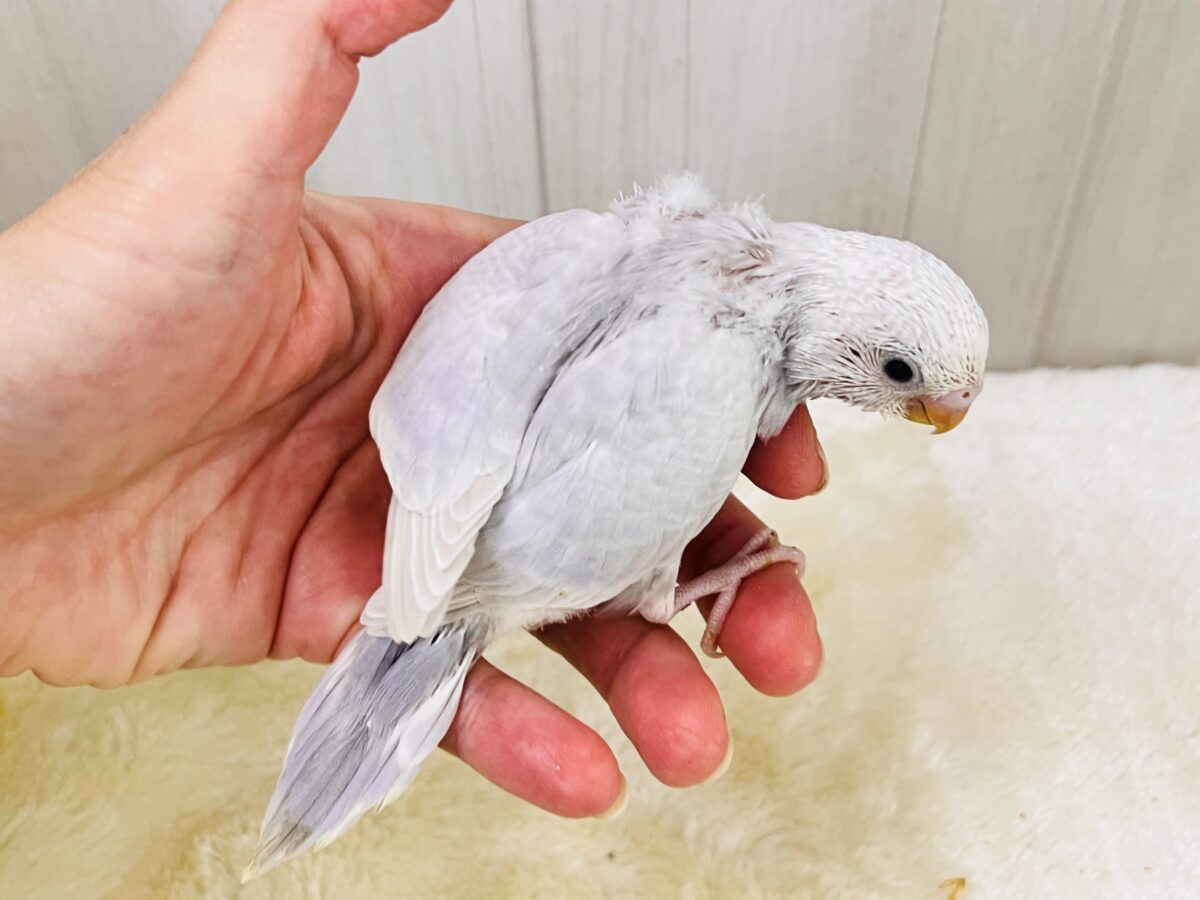 画像更新☆らららぁ〜ライっ♫ セキセイインコ ライラック~~ セキセイインコ