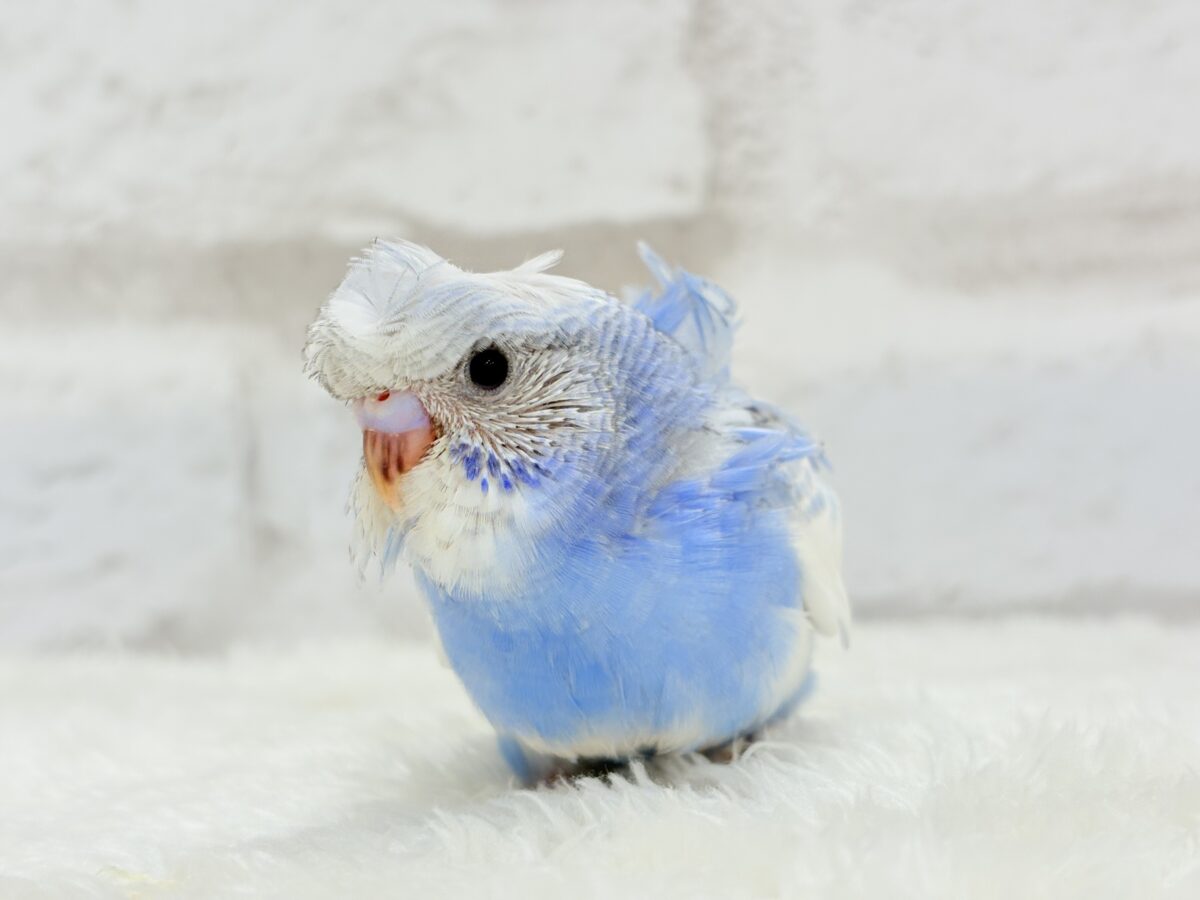 【最新画像更新🪄】おカッパちゃんがやって来た🐣🥒梵天セキセイインコ(スパングルパイド) ヒナ 梵天セキセイインコ