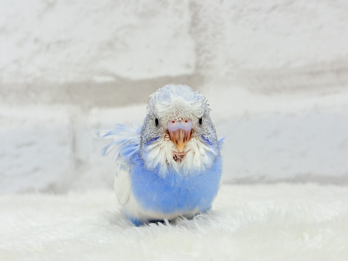 【最新画像更新🪄】おカッパちゃんがやって来た🐣🥒梵天セキセイインコ(スパングルパイド) ヒナ 梵天セキセイインコ