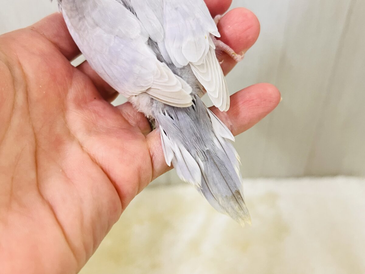 画像更新☆らららぁ〜ライっ♫ セキセイインコ ライラック~~ セキセイインコ