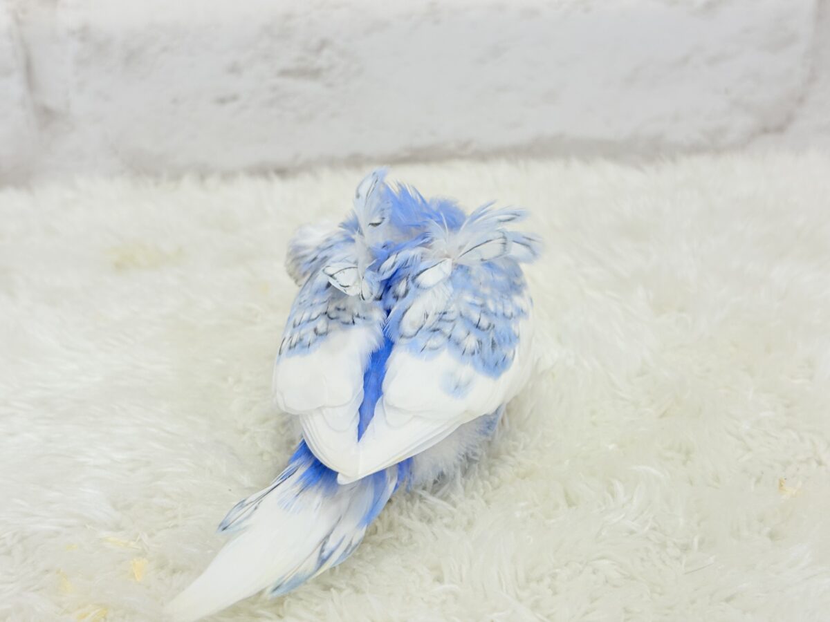 【最新画像更新🪄】おカッパちゃんがやって来た🐣🥒梵天セキセイインコ(スパングルパイド) ヒナ 梵天セキセイインコ