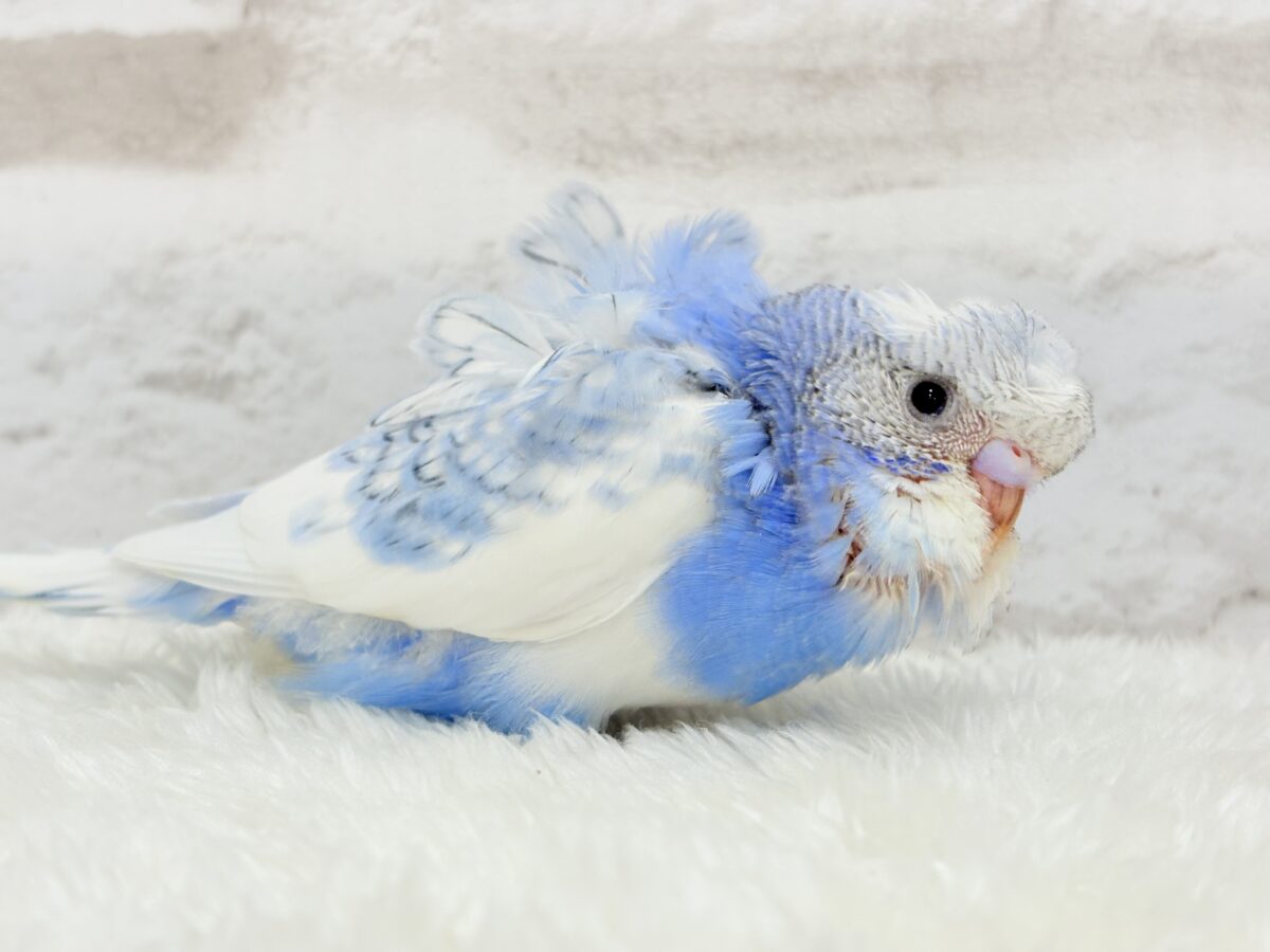 【最新画像更新🪄】おカッパちゃんがやって来た🐣🥒梵天セキセイインコ(スパングルパイド) ヒナ 梵天セキセイインコ
