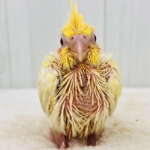 ツルピカ✨微笑みの天使が舞い降りた〜🪽オカメインコのルチノーパール入舎しました💛
