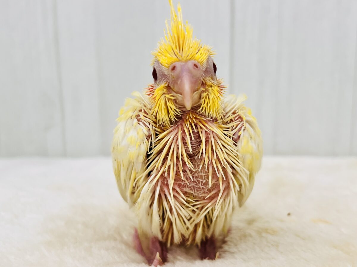 ツルピカ✨微笑みの天使が舞い降りた〜🪽オカメインコのルチノーパール入舎しました💛