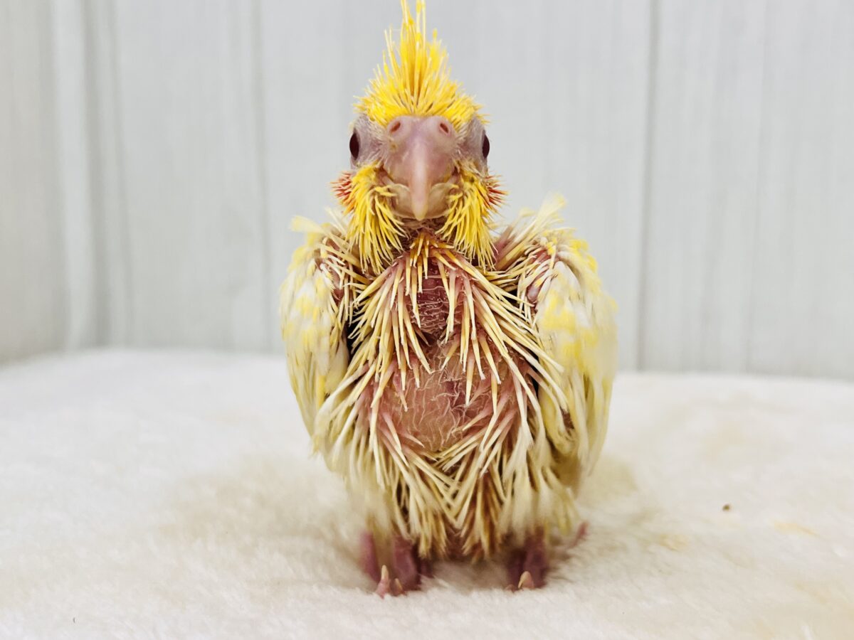 オカメインコ