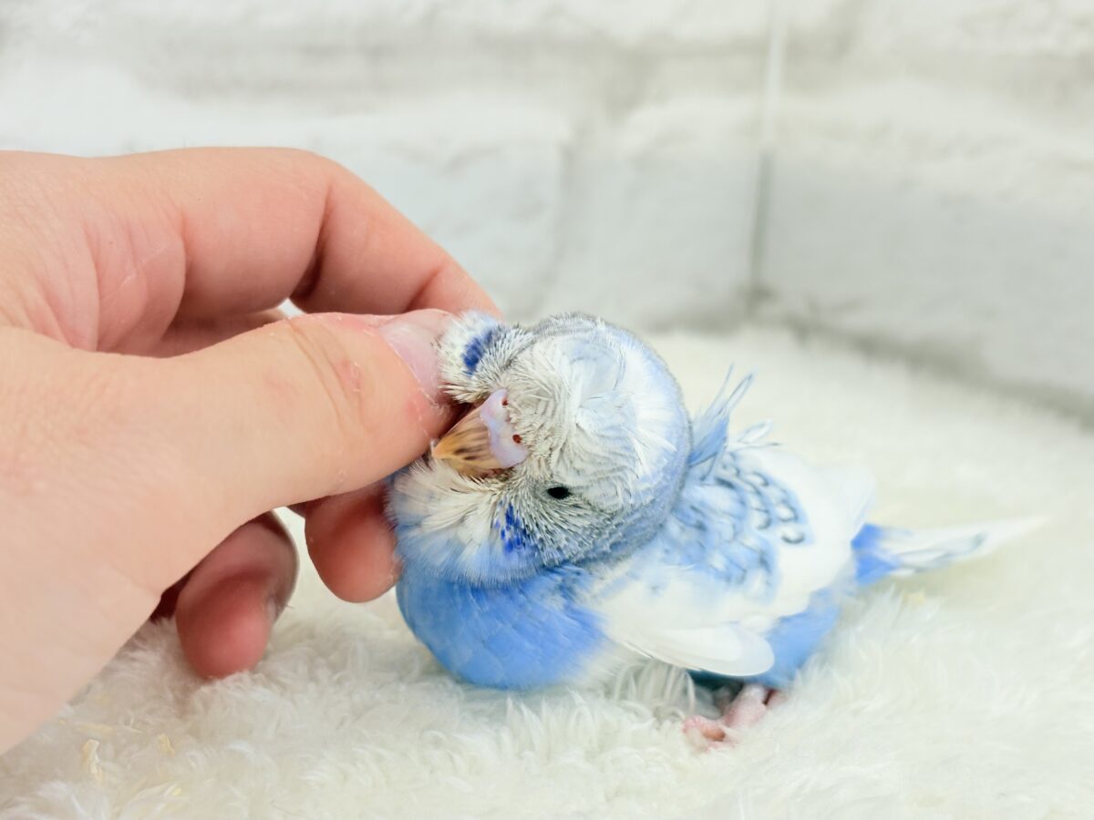 【最新画像更新🪄】おカッパちゃんがやって来た🐣🥒梵天セキセイインコ(スパングルパイド) ヒナ 梵天セキセイインコ