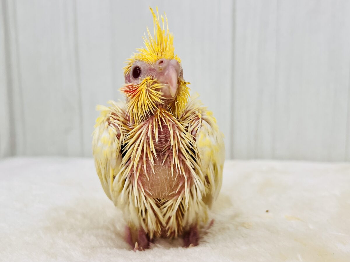オカメインコ