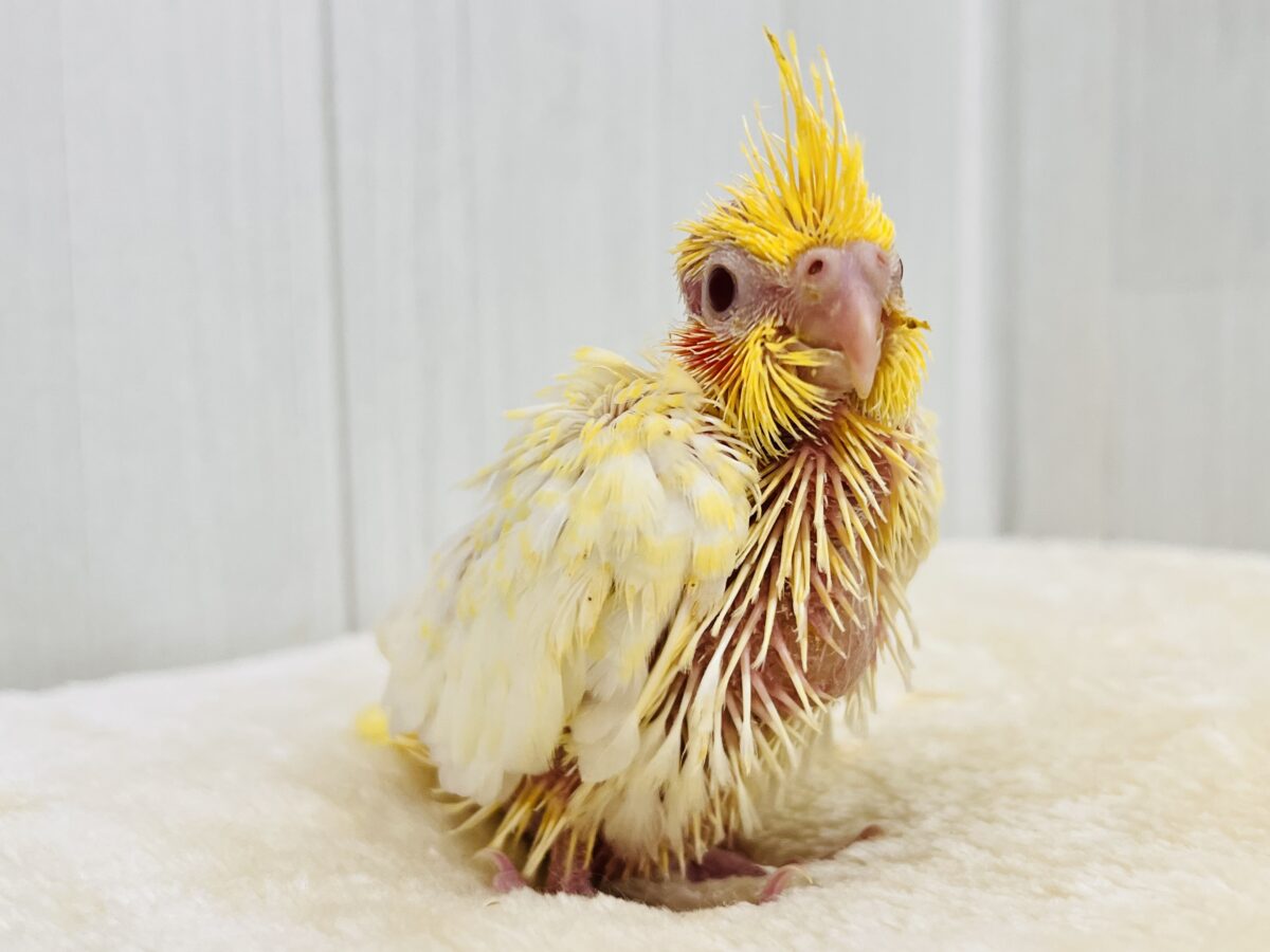 オカメインコ