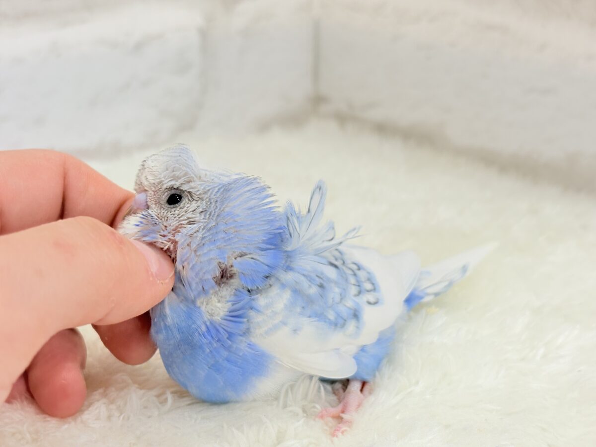 梵天セキセイインコ
