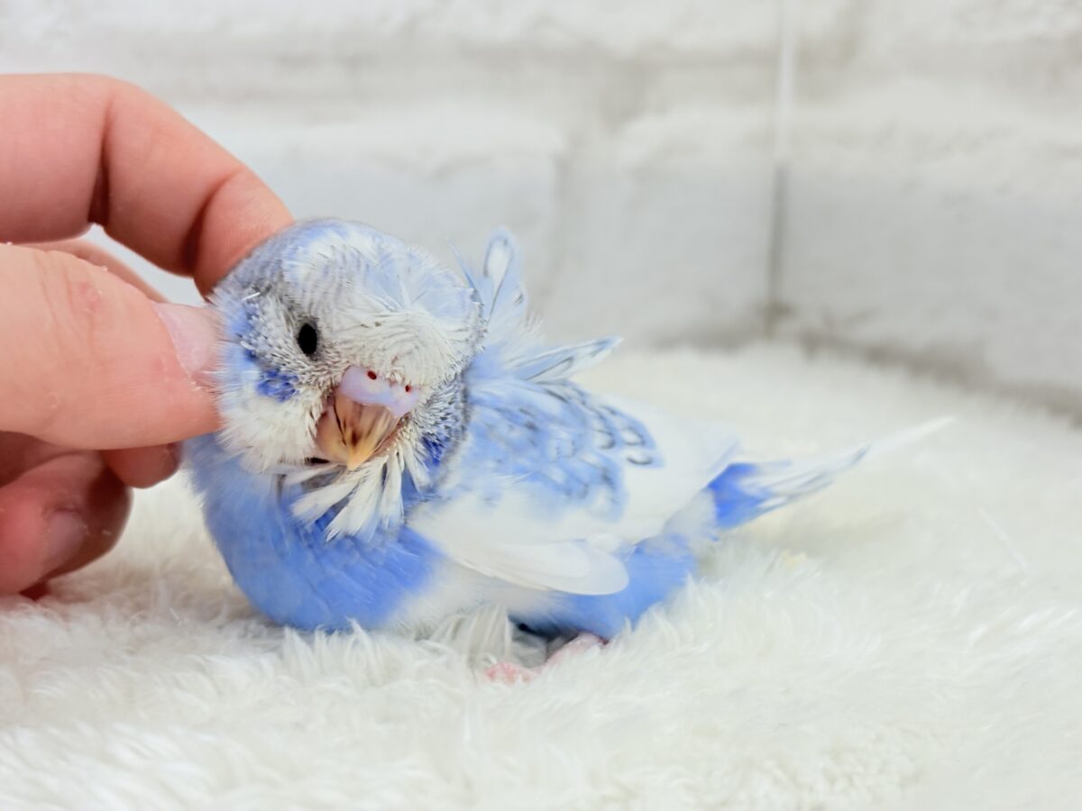 梵天セキセイインコ