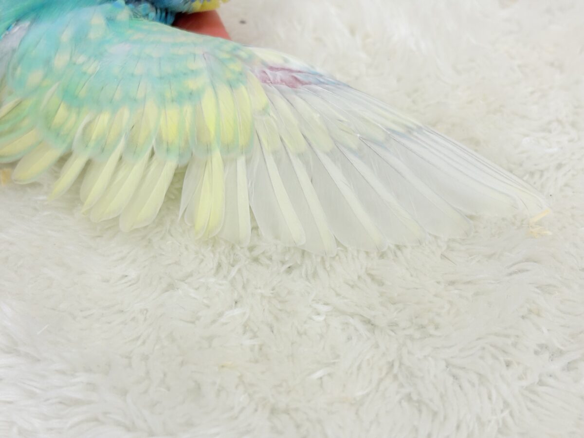 【最新画像更新🪄】ハッピースマイルが炸裂しちゃう🐣💖セキセイインコ(パステルカラーレインボー) ヒナ セキセイインコ