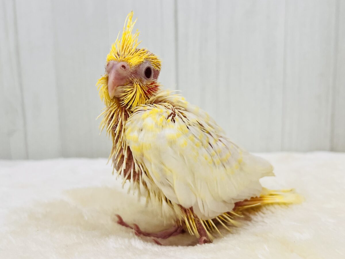 オカメインコ