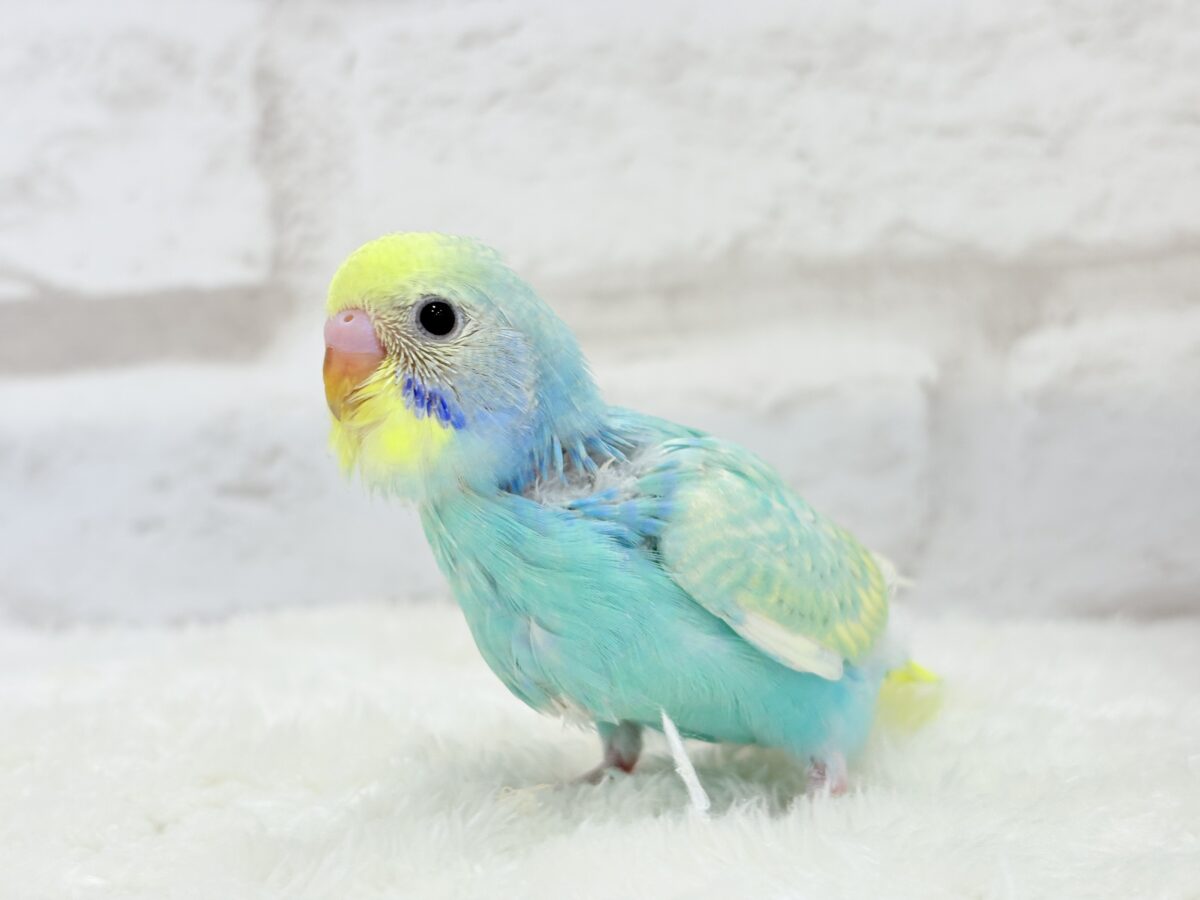 【最新画像更新🪄】ハッピースマイルが炸裂しちゃう🐣💖セキセイインコ(パステルカラーレインボー) ヒナ セキセイインコ