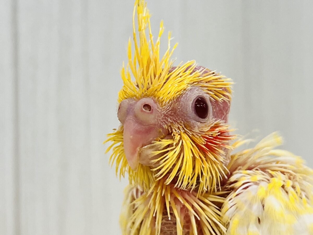 ツルピカ✨微笑みの天使が舞い降りた〜🪽オカメインコのルチノーパール入舎しました💛 オカメインコ