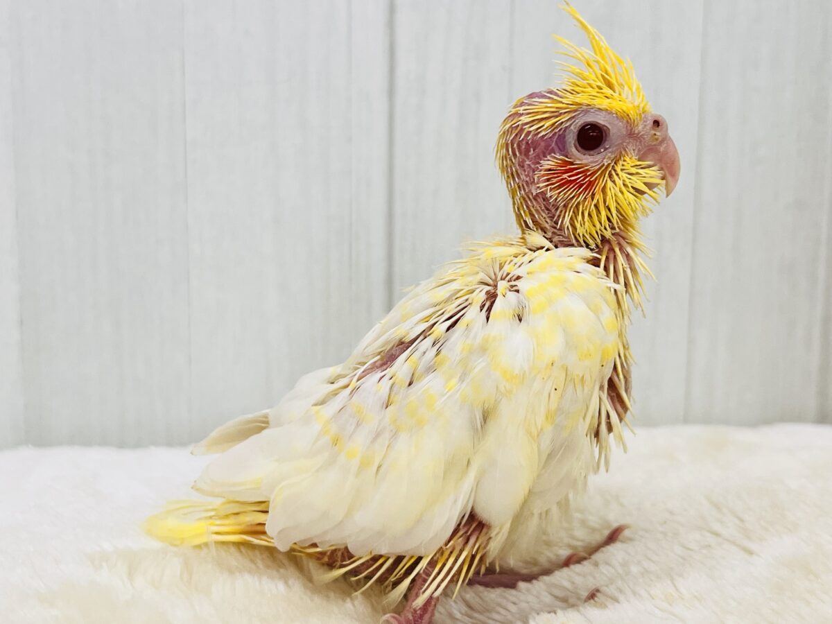 オカメインコ
