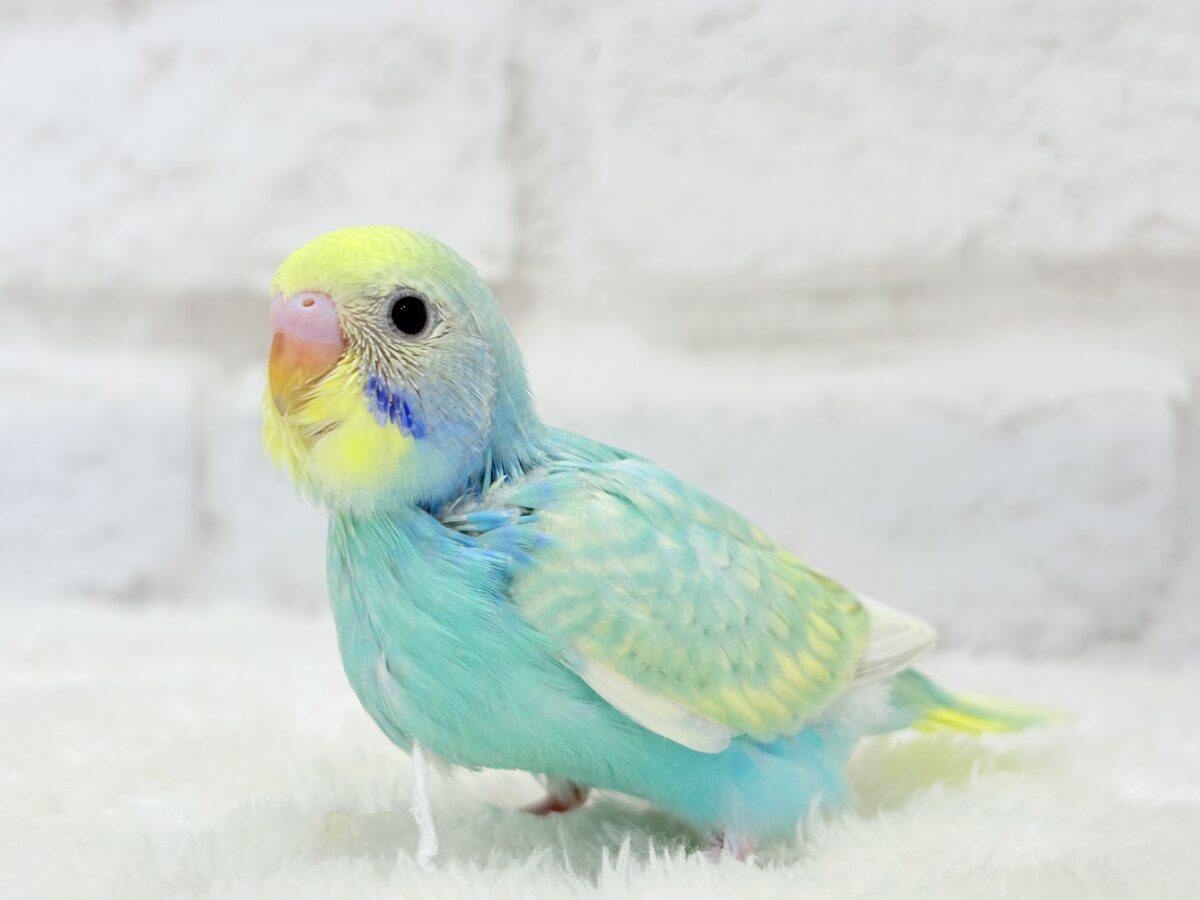 【最新画像更新🪄】ハッピースマイルが炸裂しちゃう🐣💖セキセイインコ(パステルカラーレインボー) ヒナ セキセイインコ