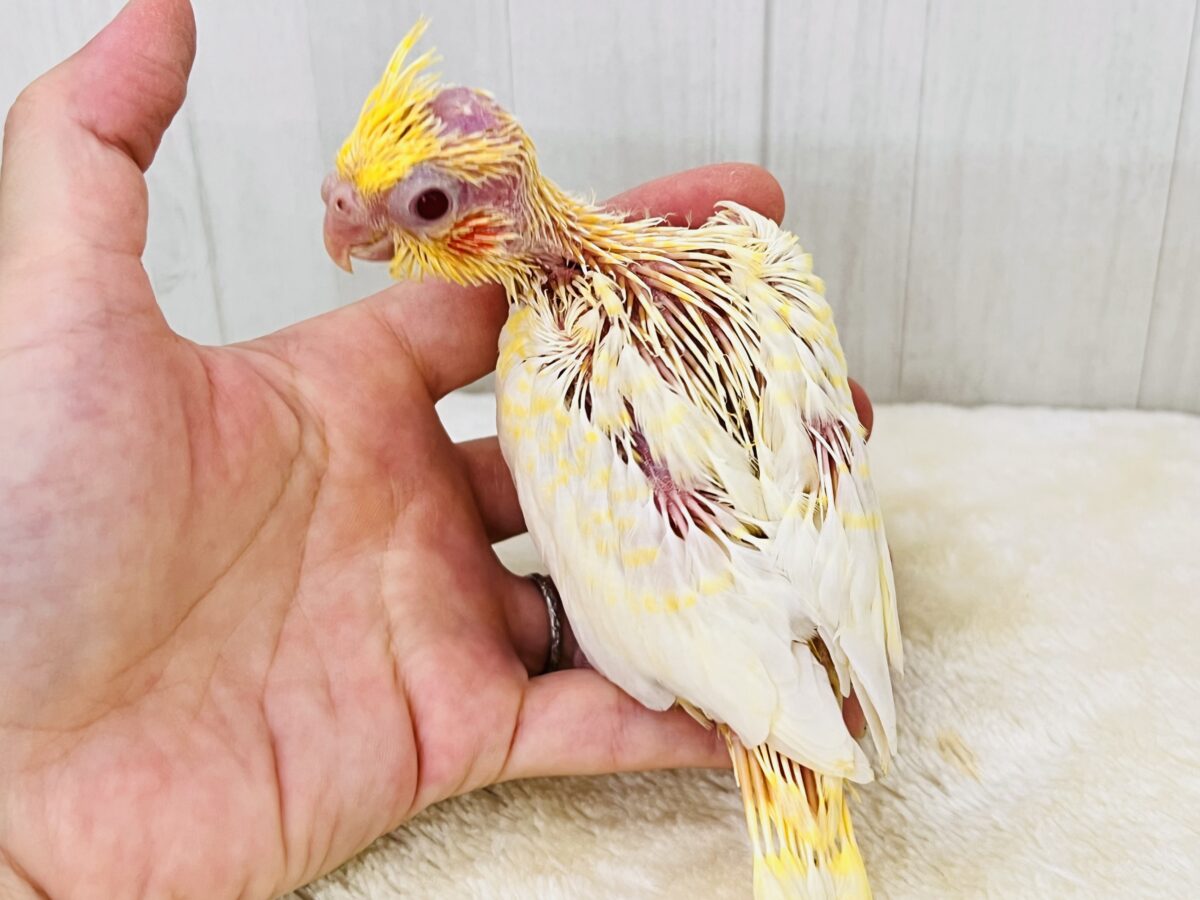 ツルピカ✨微笑みの天使が舞い降りた〜🪽オカメインコのルチノーパール入舎しました💛 オカメインコ