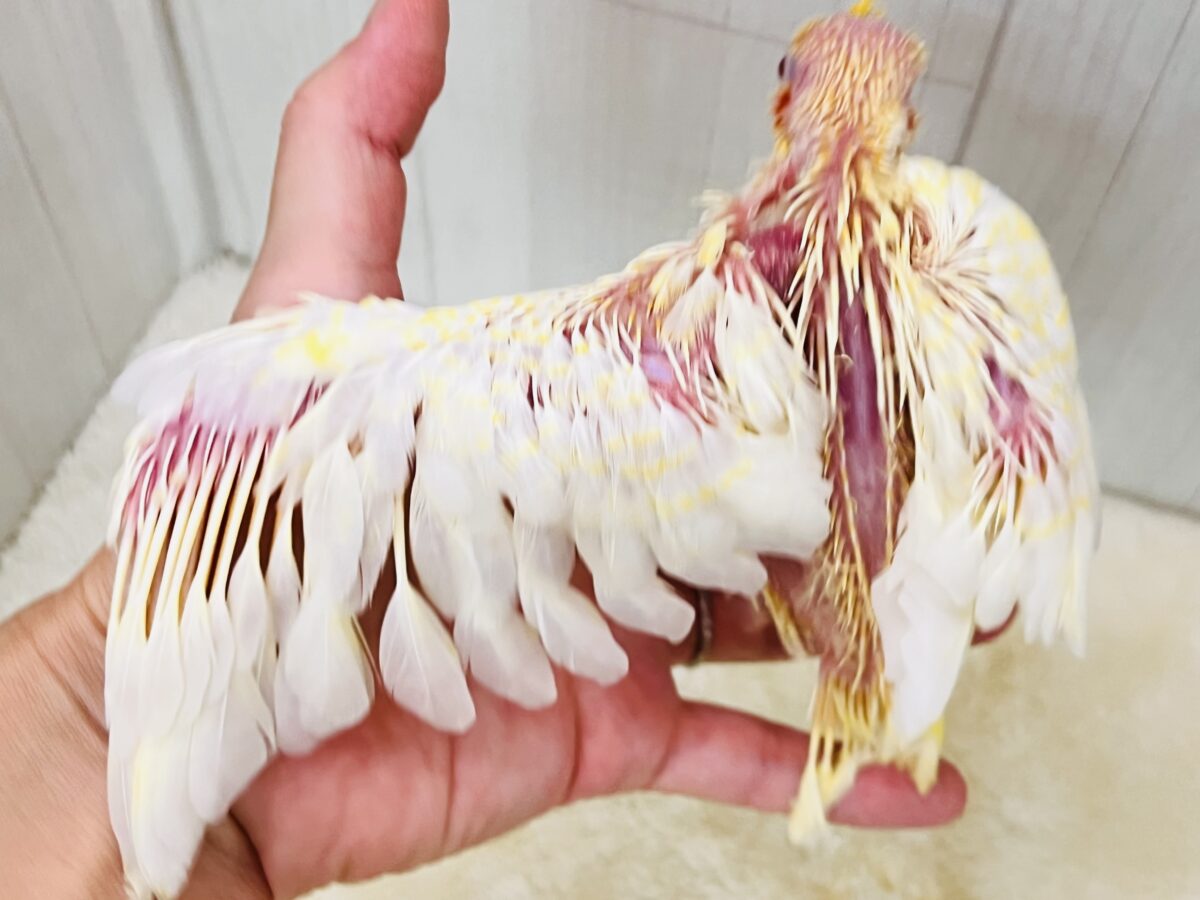 ツルピカ✨微笑みの天使が舞い降りた〜🪽オカメインコのルチノーパール入舎しました💛 オカメインコ