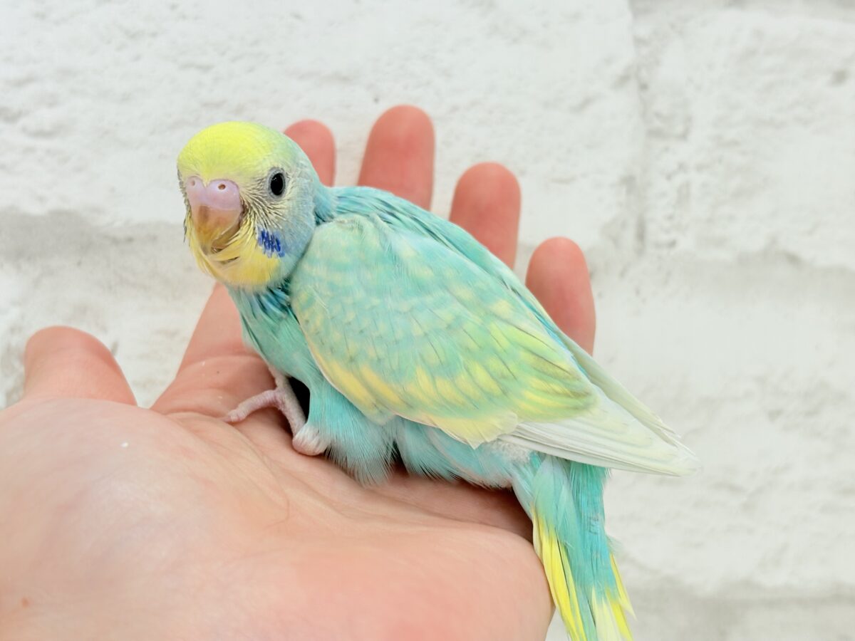【最新画像更新🪄】ハッピースマイルが炸裂しちゃう🐣💖セキセイインコ(パステルカラーレインボー) ヒナ セキセイインコ
