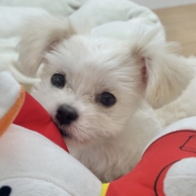 超ホヤホヤ最新画像✨アピール上手は私のこ〜と♥チワマルちゃん！