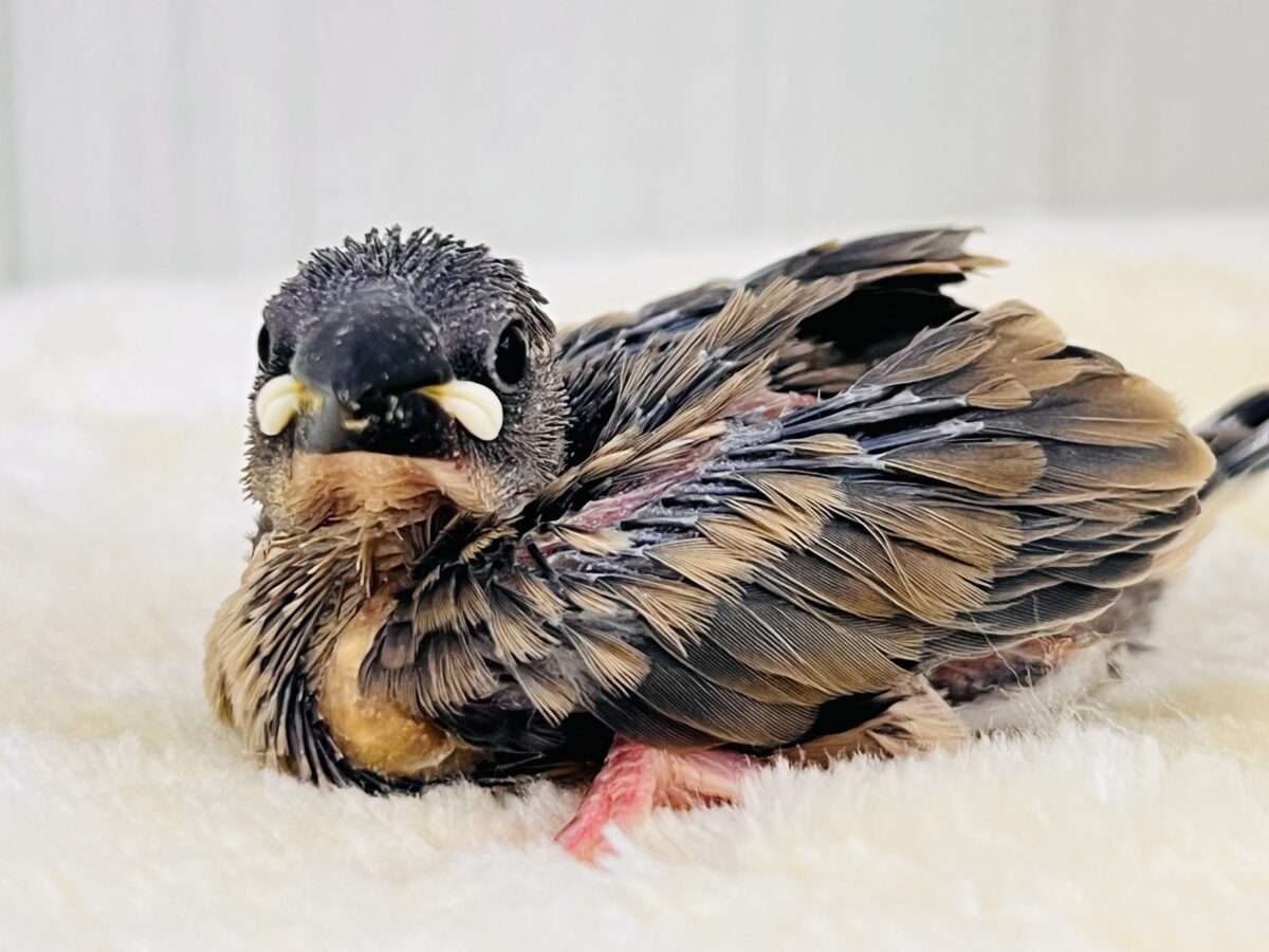 ついに解禁か⁉️真の桜文鳥🌸入舎しました! 桜文鳥