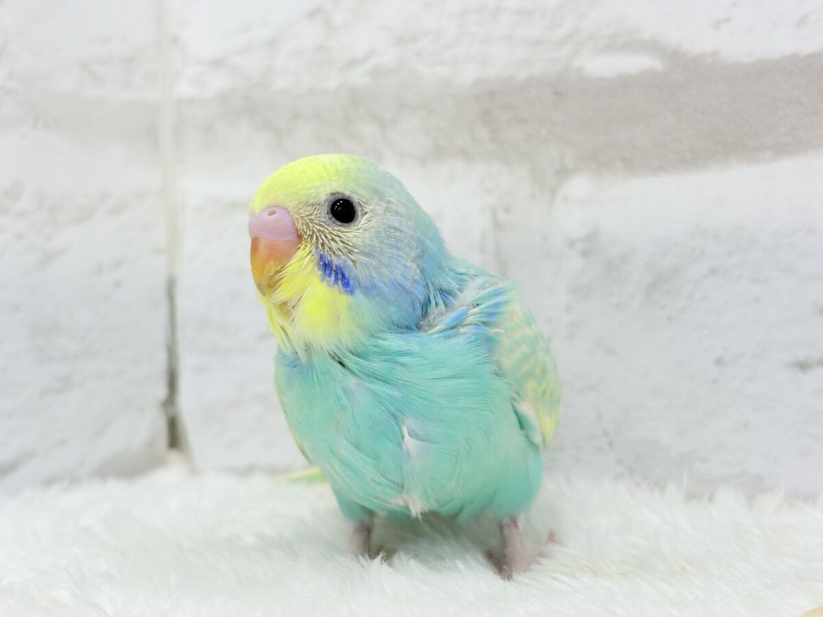 【最新画像更新🪄】ハッピースマイルが炸裂しちゃう🐣💖セキセイインコ(パステルカラーレインボー) ヒナ セキセイインコ