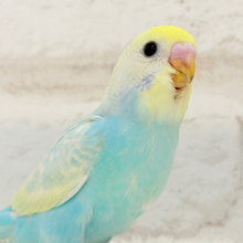 【最新画像更新🪄】アイドルフェイスにメッロメロ♡♥♡セキセイインコ(パステルレインボー) ヒナ
