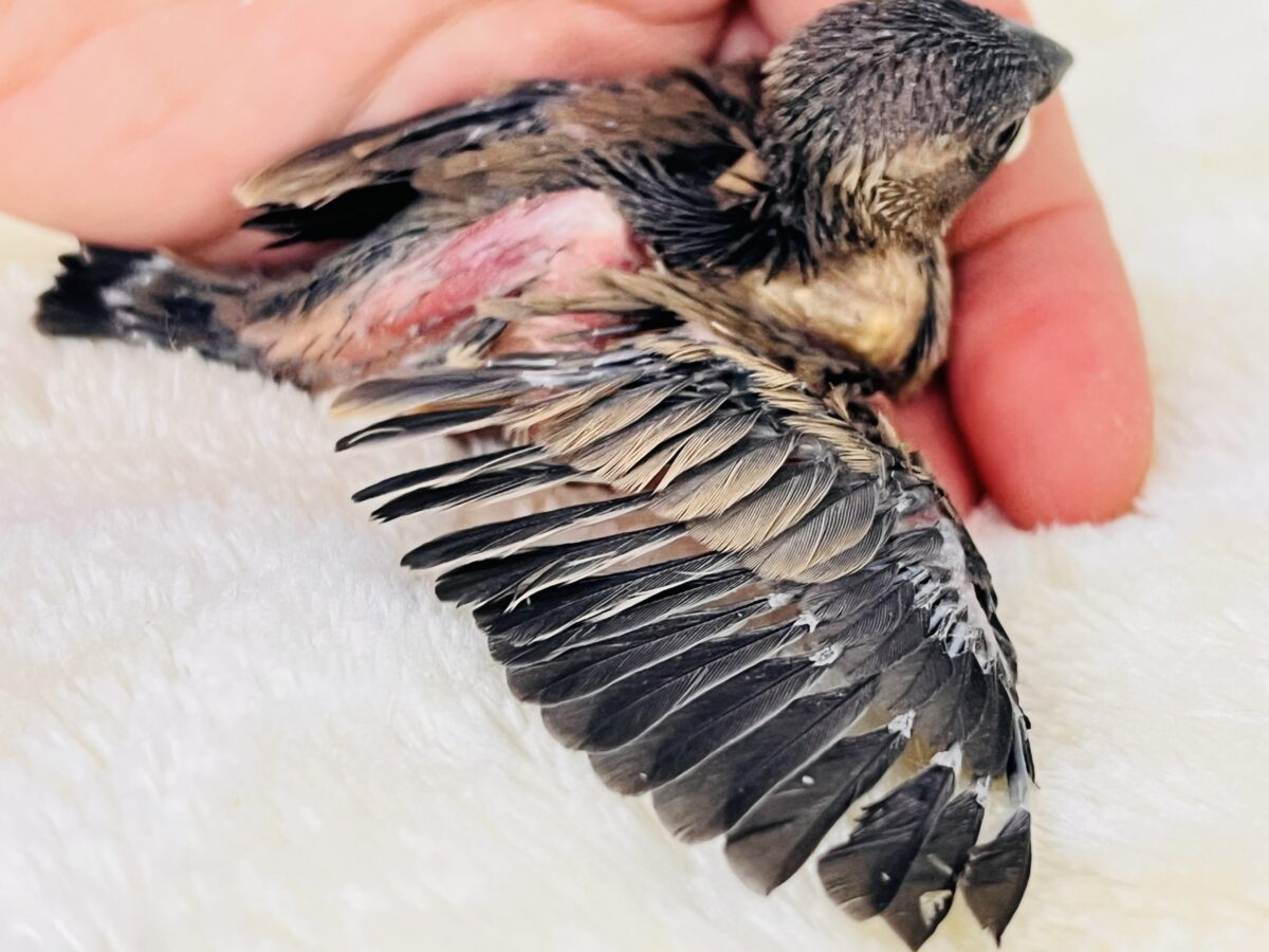 ついに解禁か⁉️真の桜文鳥🌸入舎しました! 桜文鳥
