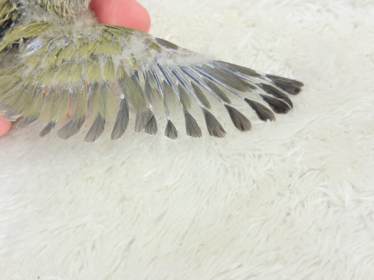 【最新画像更新🪄】わた毛たっぷりベビベビコザたん🐣💚コザクラインコ(オリーブ) ヒナ コザクラインコ(小桜インコ)