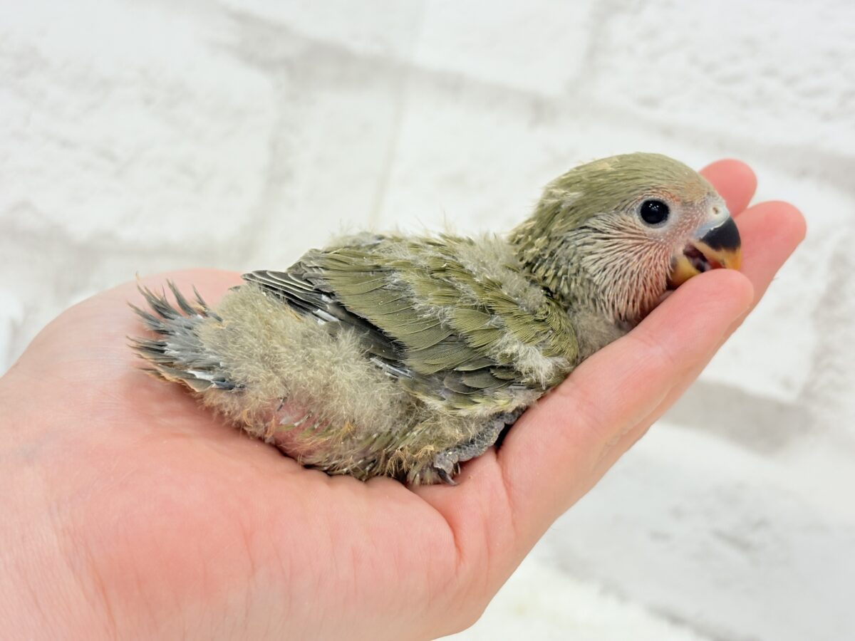 【最新画像更新🪄】わた毛たっぷりベビベビコザたん🐣💚コザクラインコ(オリーブ) ヒナ コザクラインコ(小桜インコ)