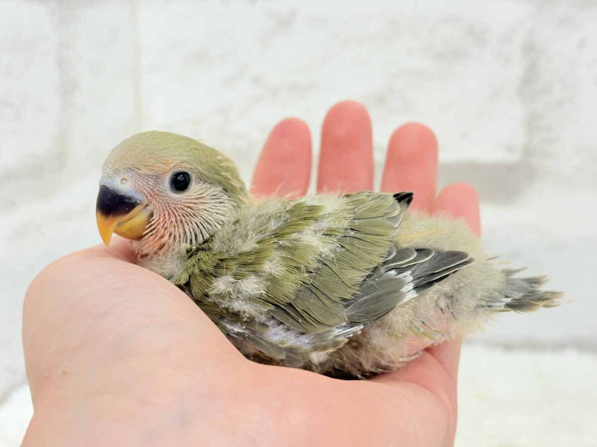 【最新画像更新🪄】わた毛たっぷりベビベビコザたん🐣💚コザクラインコ(オリーブ) ヒナ コザクラインコ(小桜インコ)