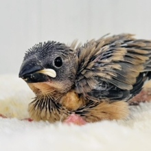 ついに解禁か⁉️真の桜文鳥🌸入舎しました！