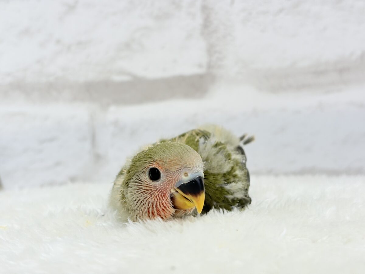 コザクラインコ（小桜インコ）