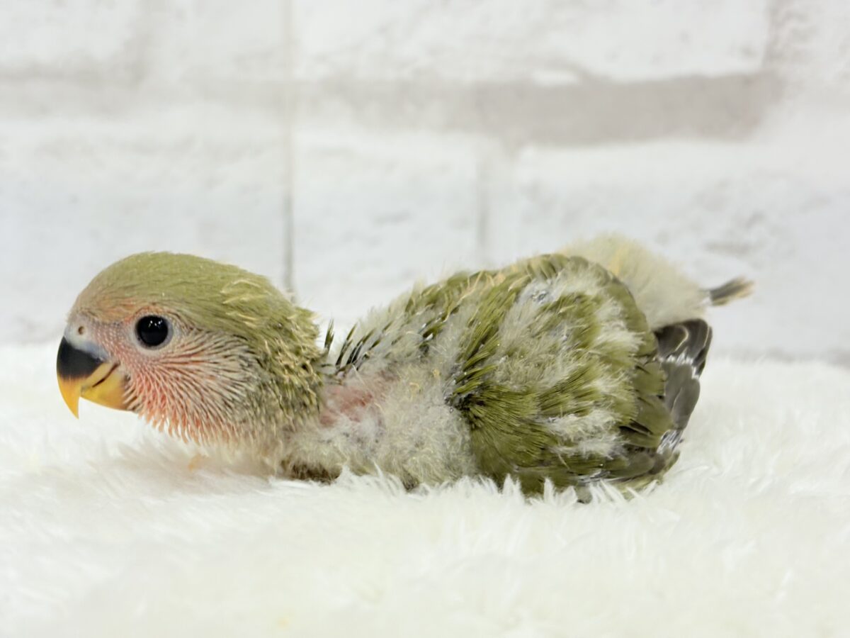コザクラインコ（小桜インコ）