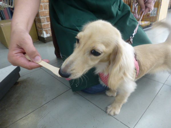 愛犬のわんにゃんアイス試食会! 説明画像です