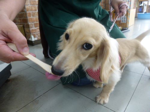 愛犬のわんにゃんアイス試食会! 説明画像です
