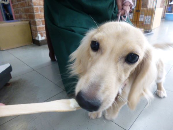 愛犬のわんにゃんアイス試食会! 説明画像です