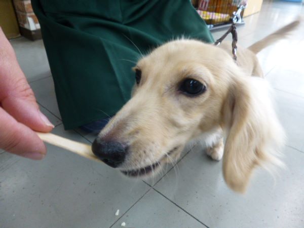 愛犬のわんにゃんアイス試食会! 説明画像です
